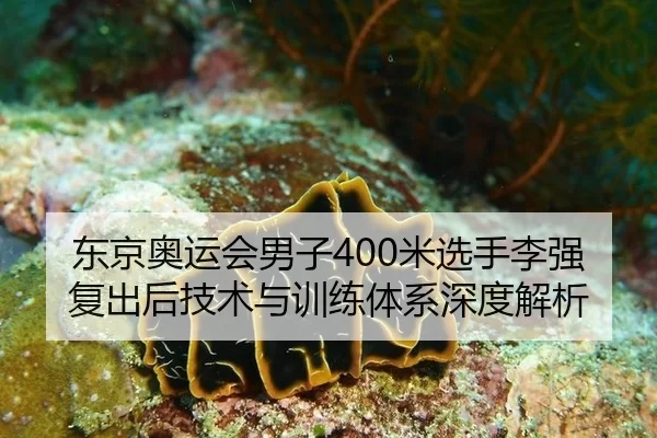 东京奥运会男子400米选手李强复出后技术与训练体系深度解析